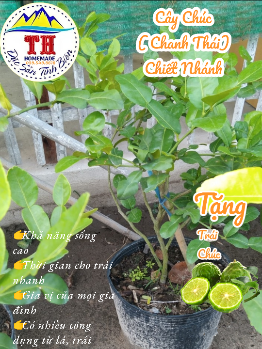 Cây Chúc ( Chanh Thái ) - Chiết Nhánh - Đặc sản An Giang ( Cây chanh Thái lá số 8)