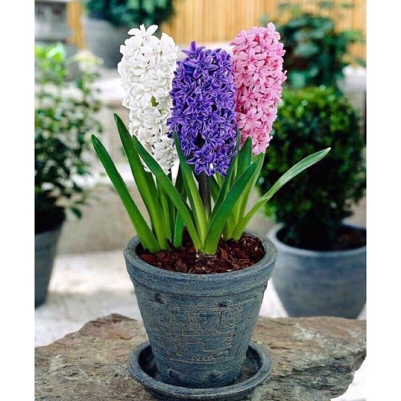 Củ Hoa Tiên Ông Giá Sỉ (10 củ )