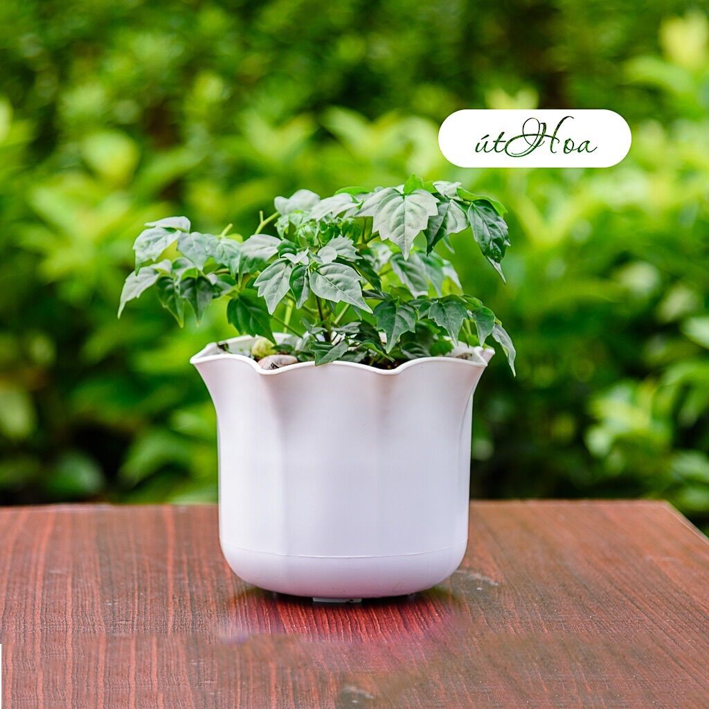 Chậu mini miệng bèo dày dặn, trồng sen đá, hoa kiểng