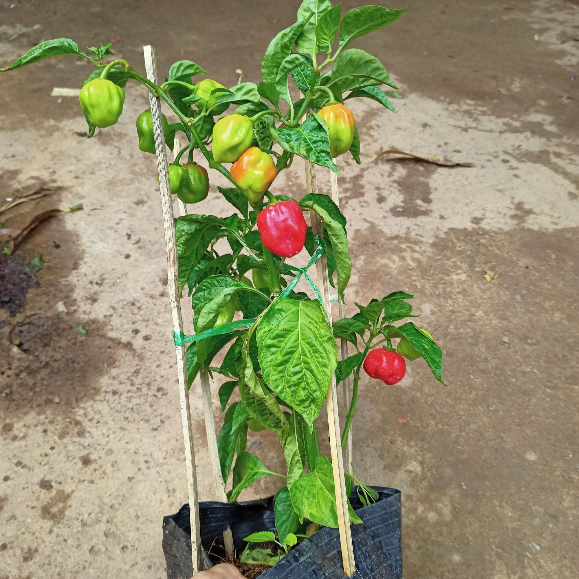 Cây ớt habanero đang trái màu đỏ