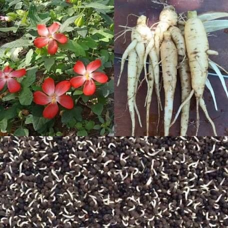 50 hạt giống sâm bố chính