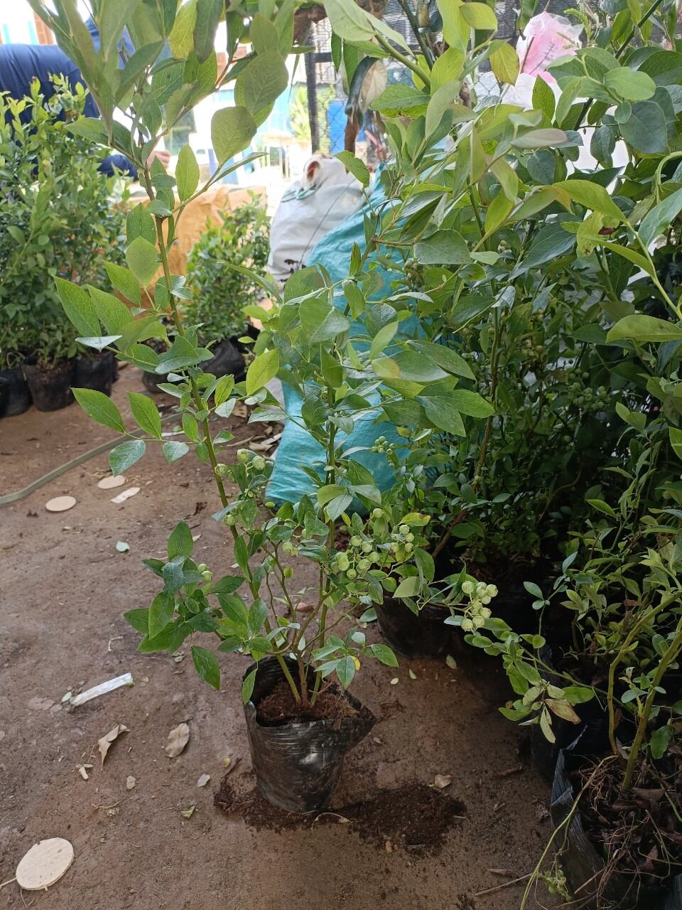 Cây việt quất đang trái sum suê
