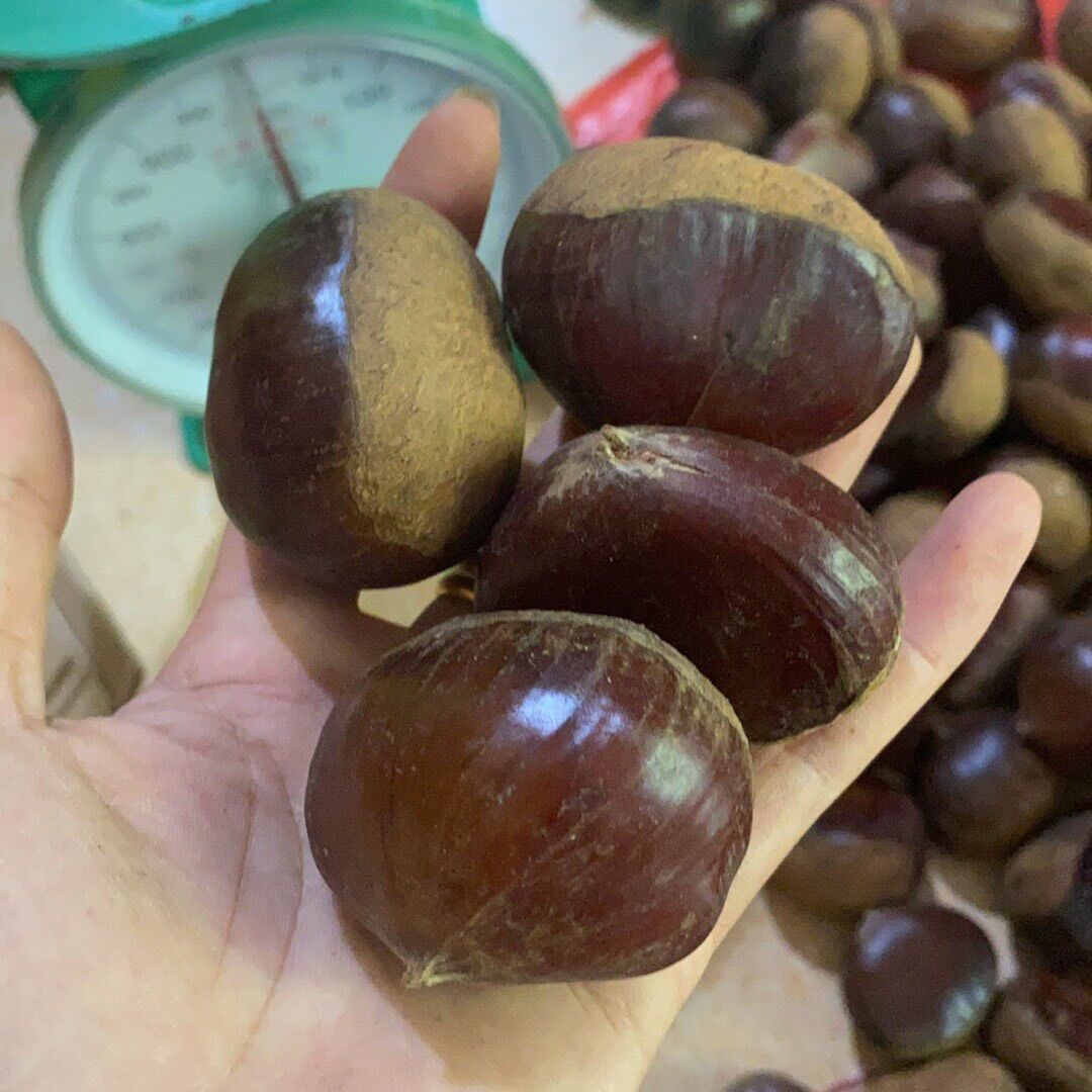 Hạt dẻ siêu ngon