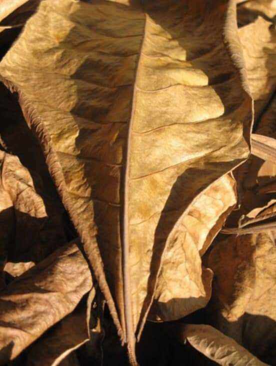 1kg lá bàng khô rụng tự nhiên dùng nuôi cá cảnh 1kg lá rất nhiều