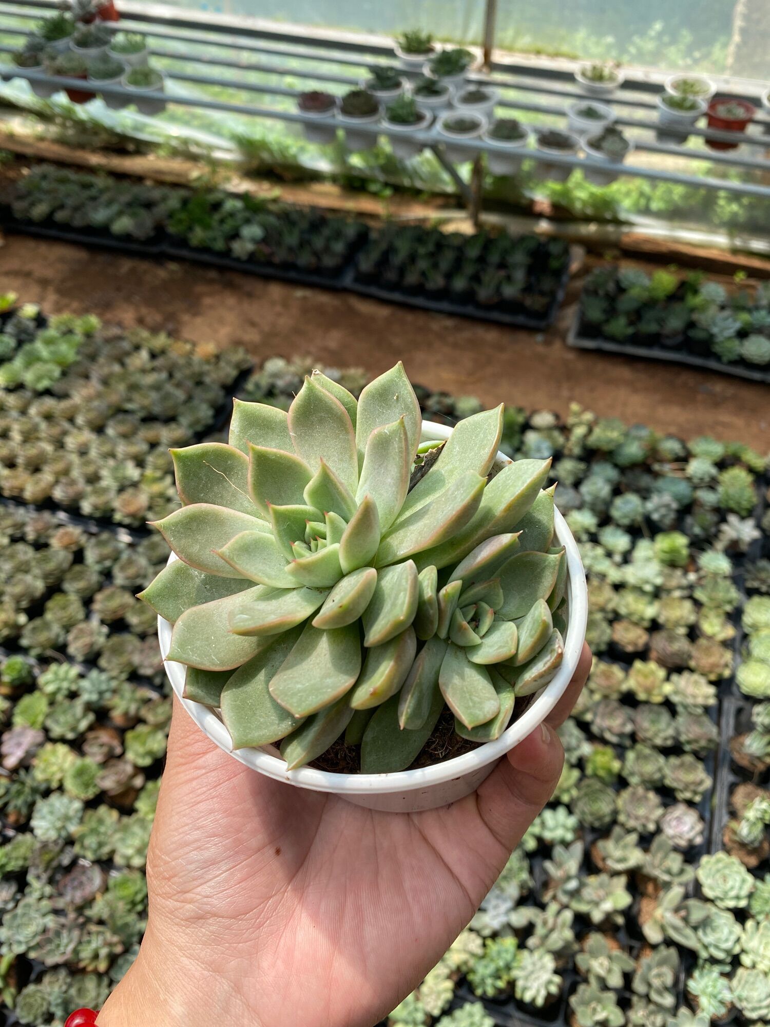 SEN ĐÁ ĐẾ VƯƠNG NÂU SIze TRung XUẤT VƯỜN ĐÀ LẠT ĐÃ THUẦN KHÍ HẬU Số lượng có hạn