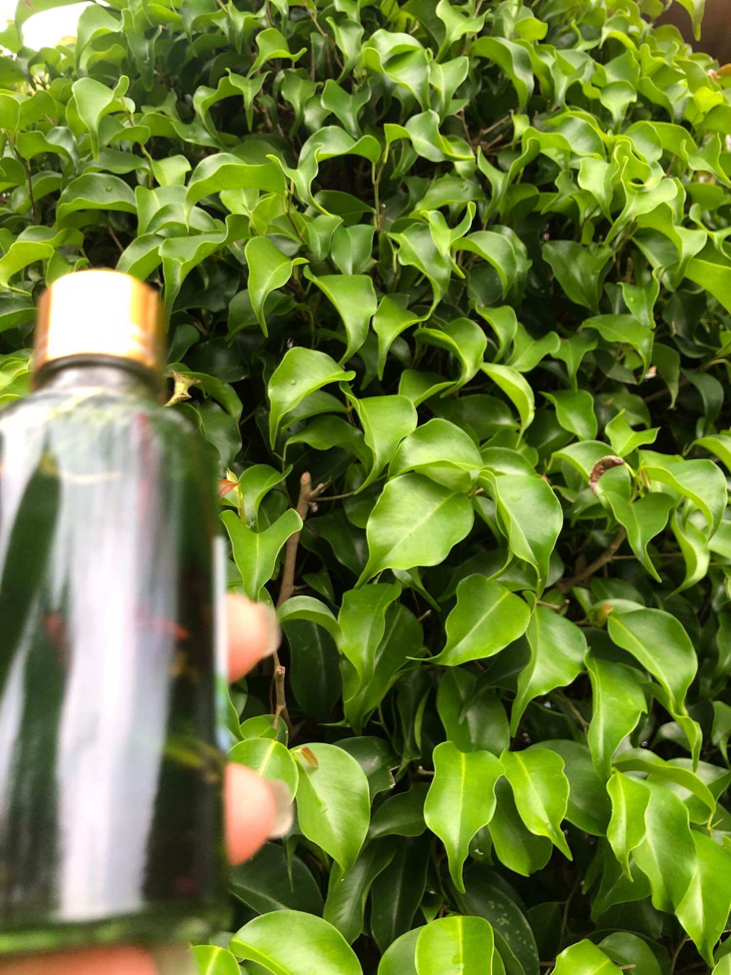 DẦU VIÊM XOANG XANH 50ML (RỄ THUỐC )