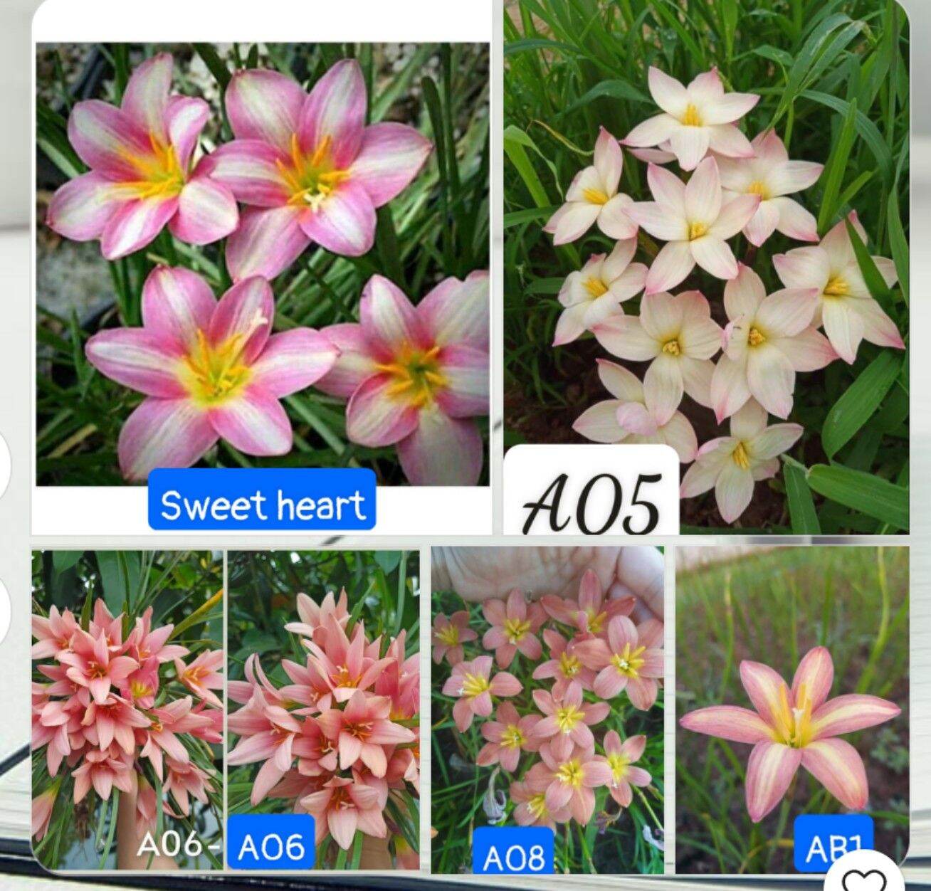 Combo 20 củ huệ mưa ngoại có 5 màu như ảnh ạ. Bảo hành mặt hoa.Tặng thêm 2 củ khác màu.