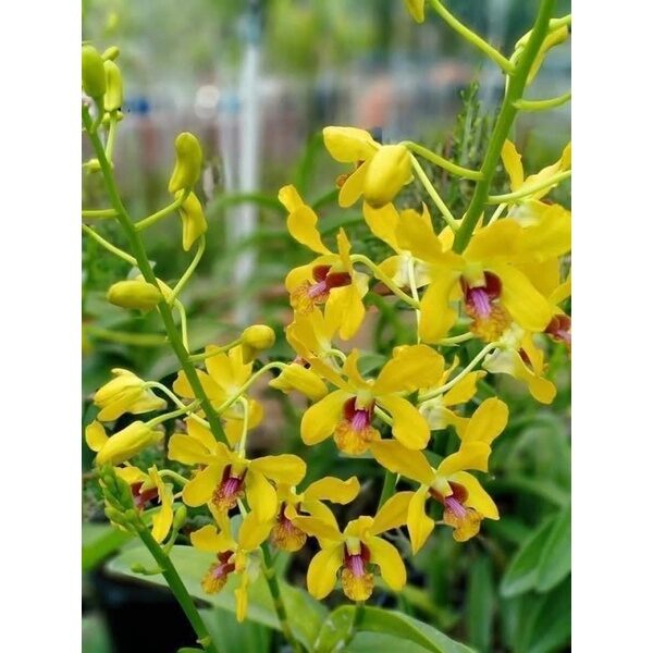 Combo 5 Cây Lan nắng nhiều màu ( cây lan giống cao 10-15cm)
