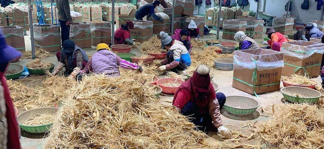 [CAO CẤP] Hồng sâm khô Hàn Quốc (Hộp thiêc 300g) loại 10củ