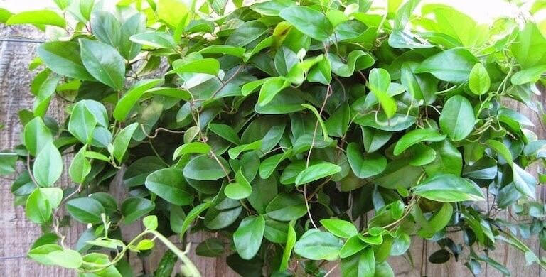 500g lá sương sâm trơn tươi