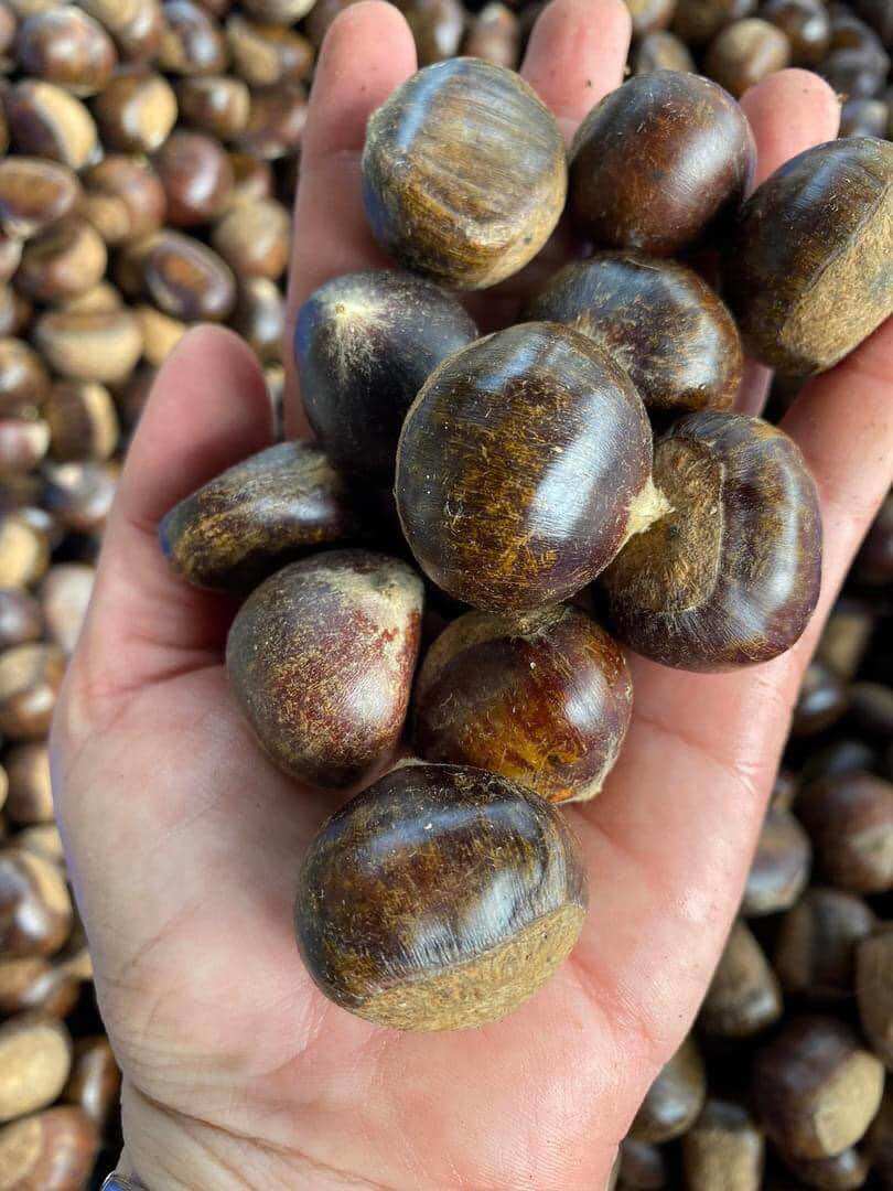 1kg Hạt Dẻ tươi Cao Bằng (cơm vàng, bùi, ngọt, béo)