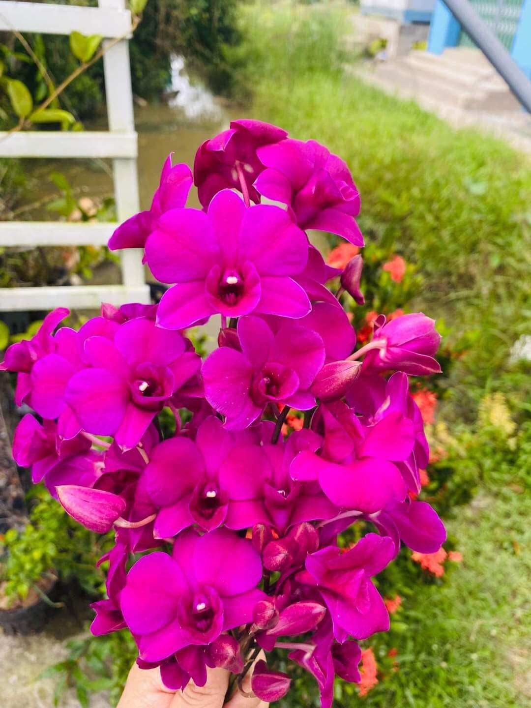 hoa lan pink galaxy