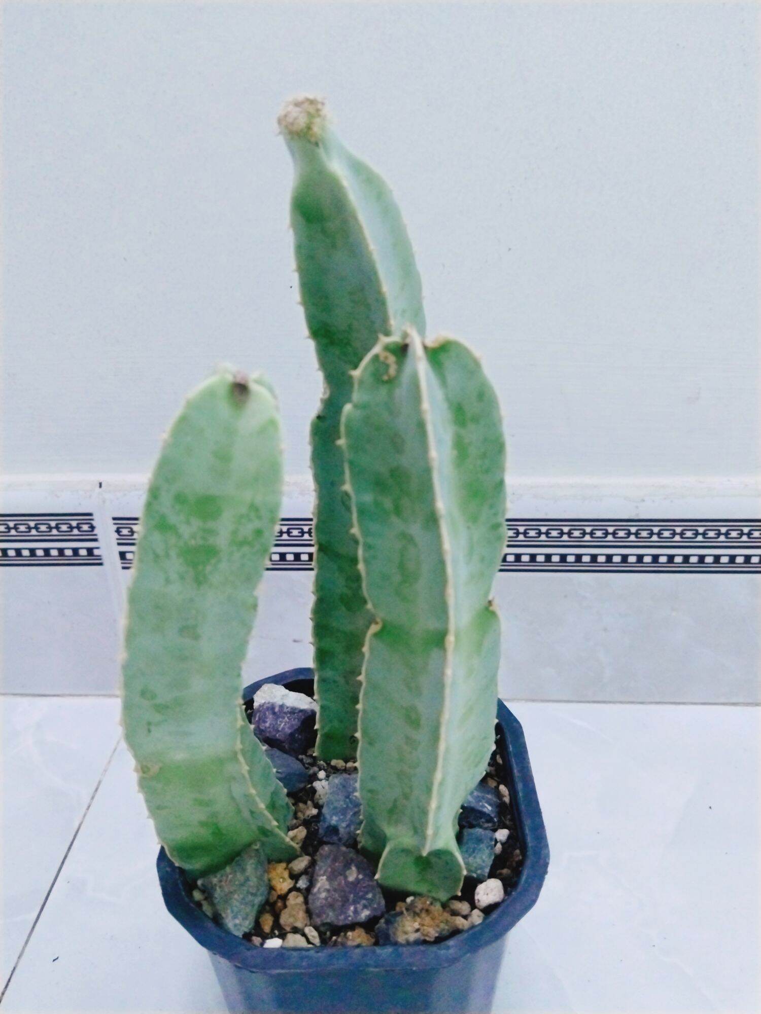 Cây xương rồng sao biển hoa chùm