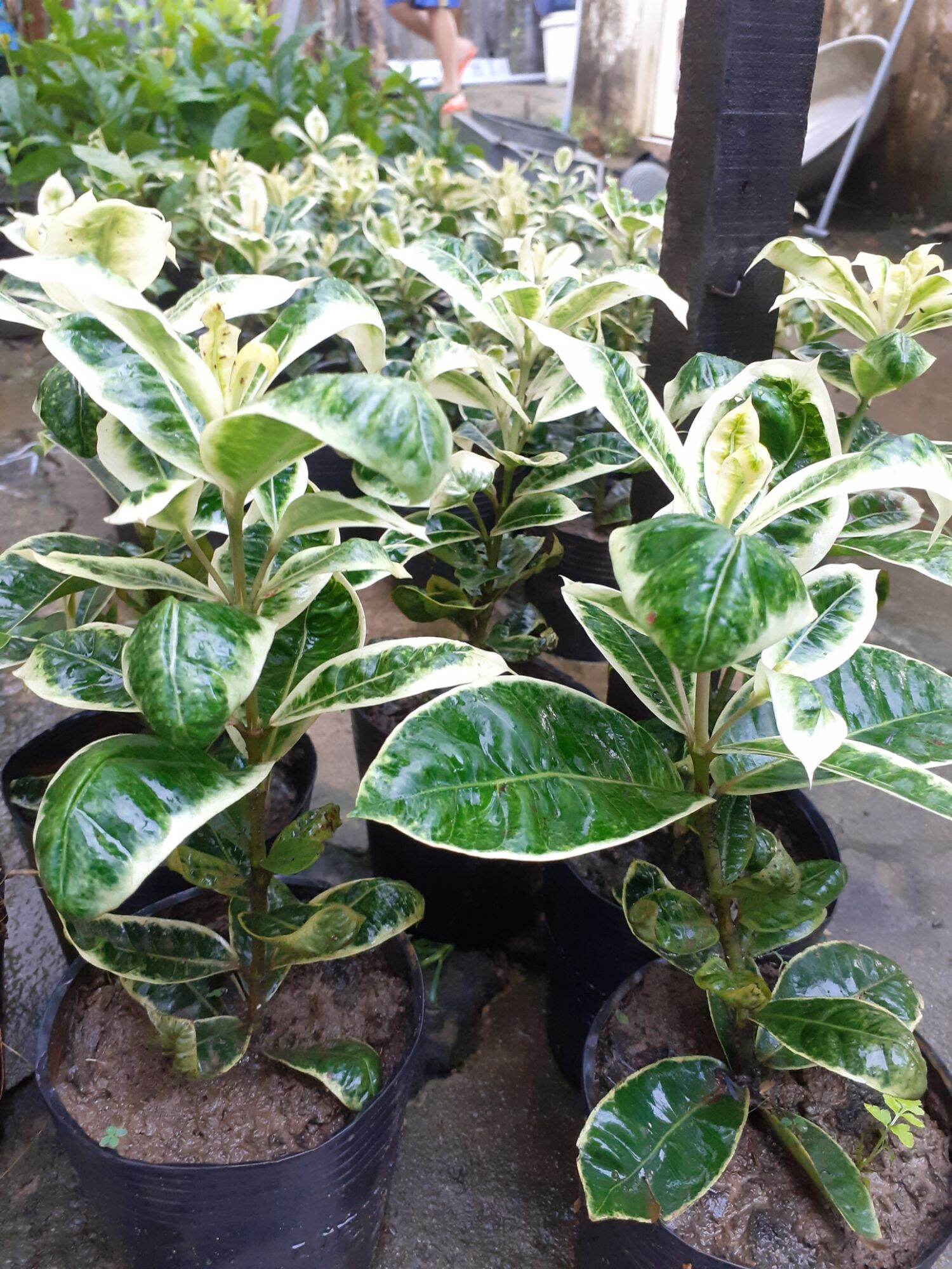 Combo cây giống mỹ vàng, mỹ tím, cẩm thạch