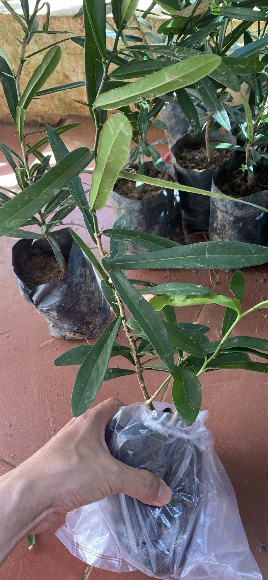 Cây giống Xáo tam phân