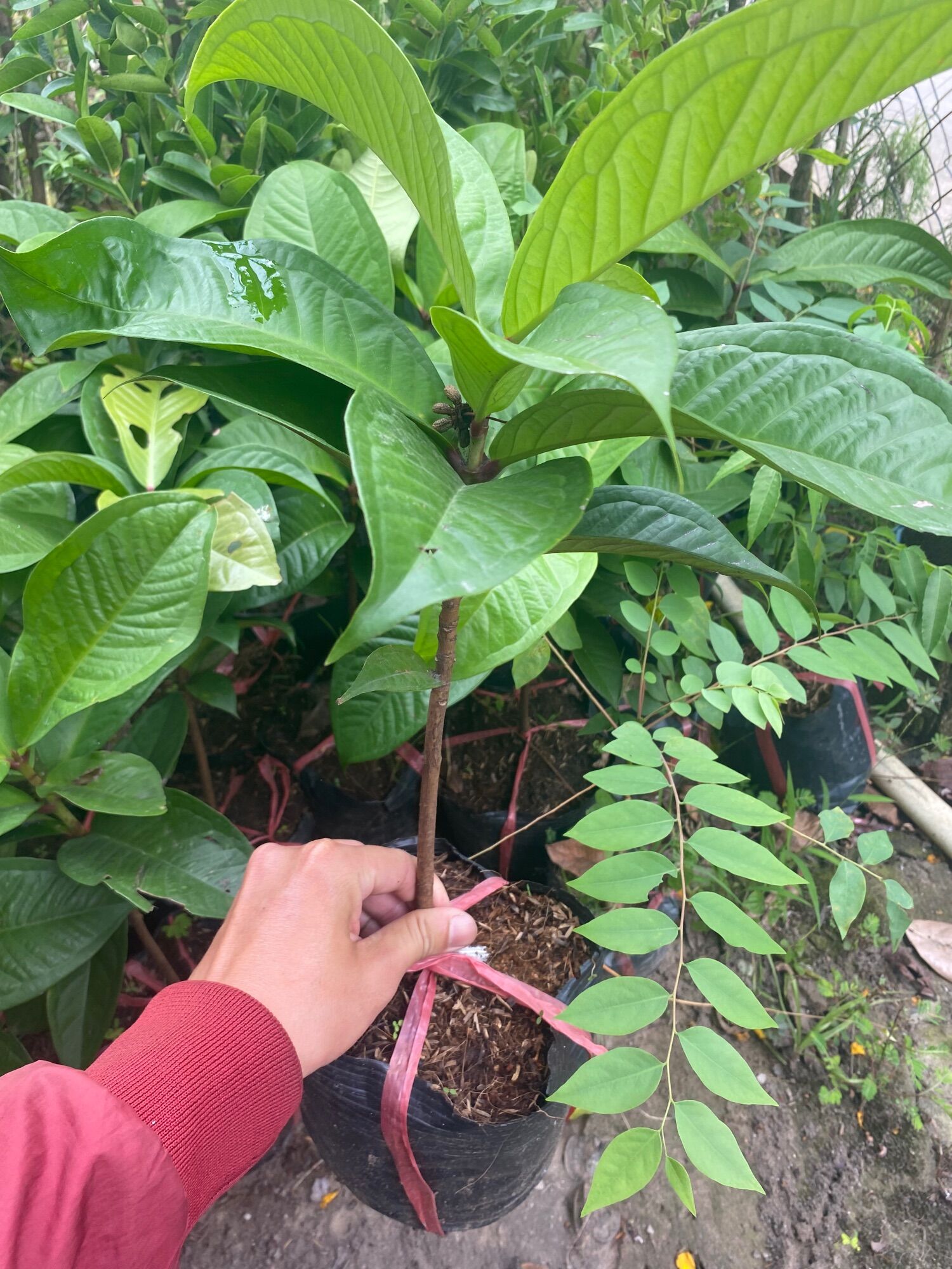 Cây mận đều