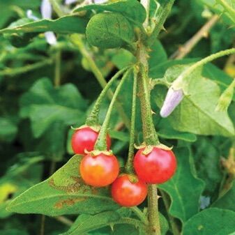 Hạt giống cà gai leo - gói 50h