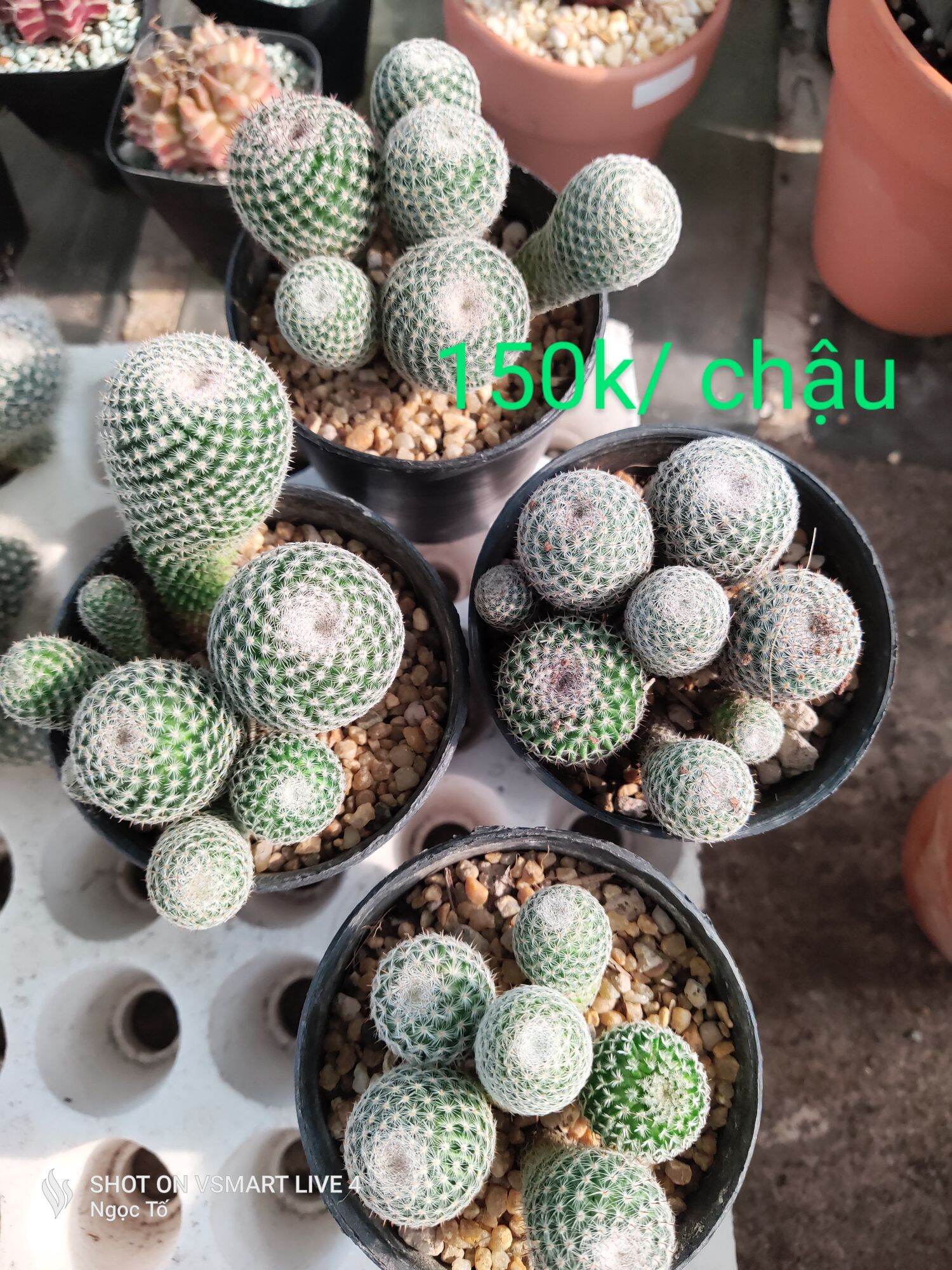 Xương rồng Mami gai om bụi không chung gốc