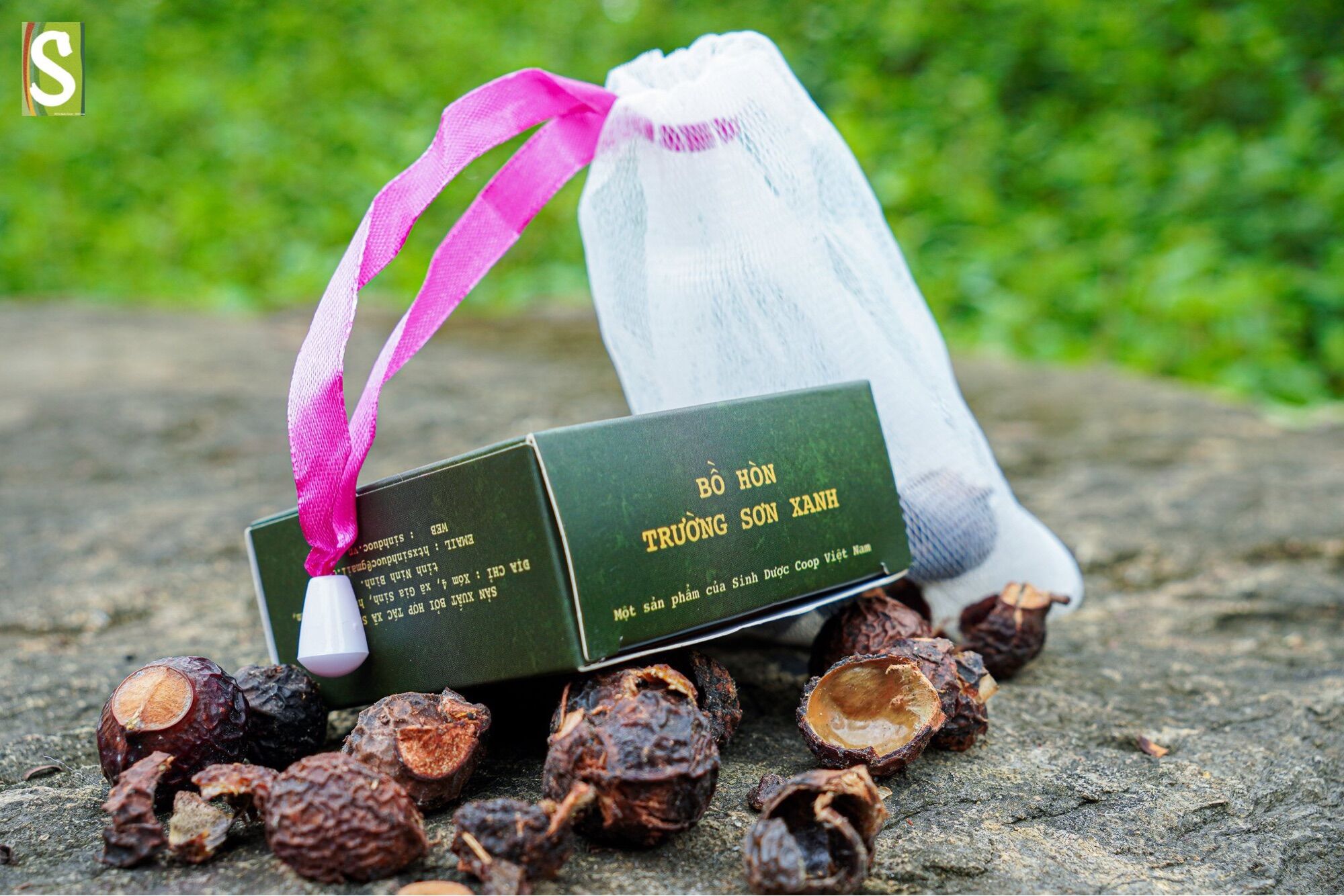 Bồ hòn Trường Sơn Xanh
