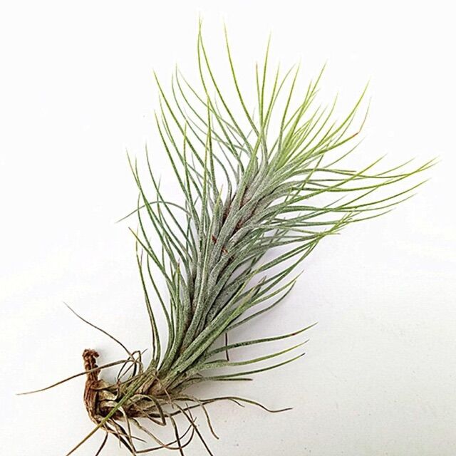 Cây Không Khí Đuôi Cáo -Tillandsia Funckiana