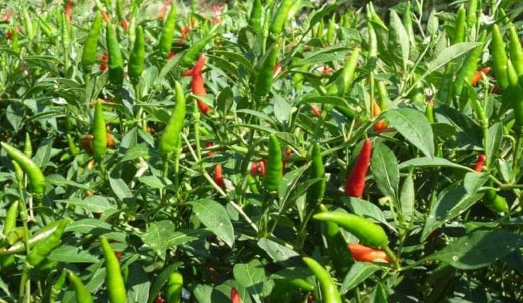 Ớt hiểm con chậu 2cây con