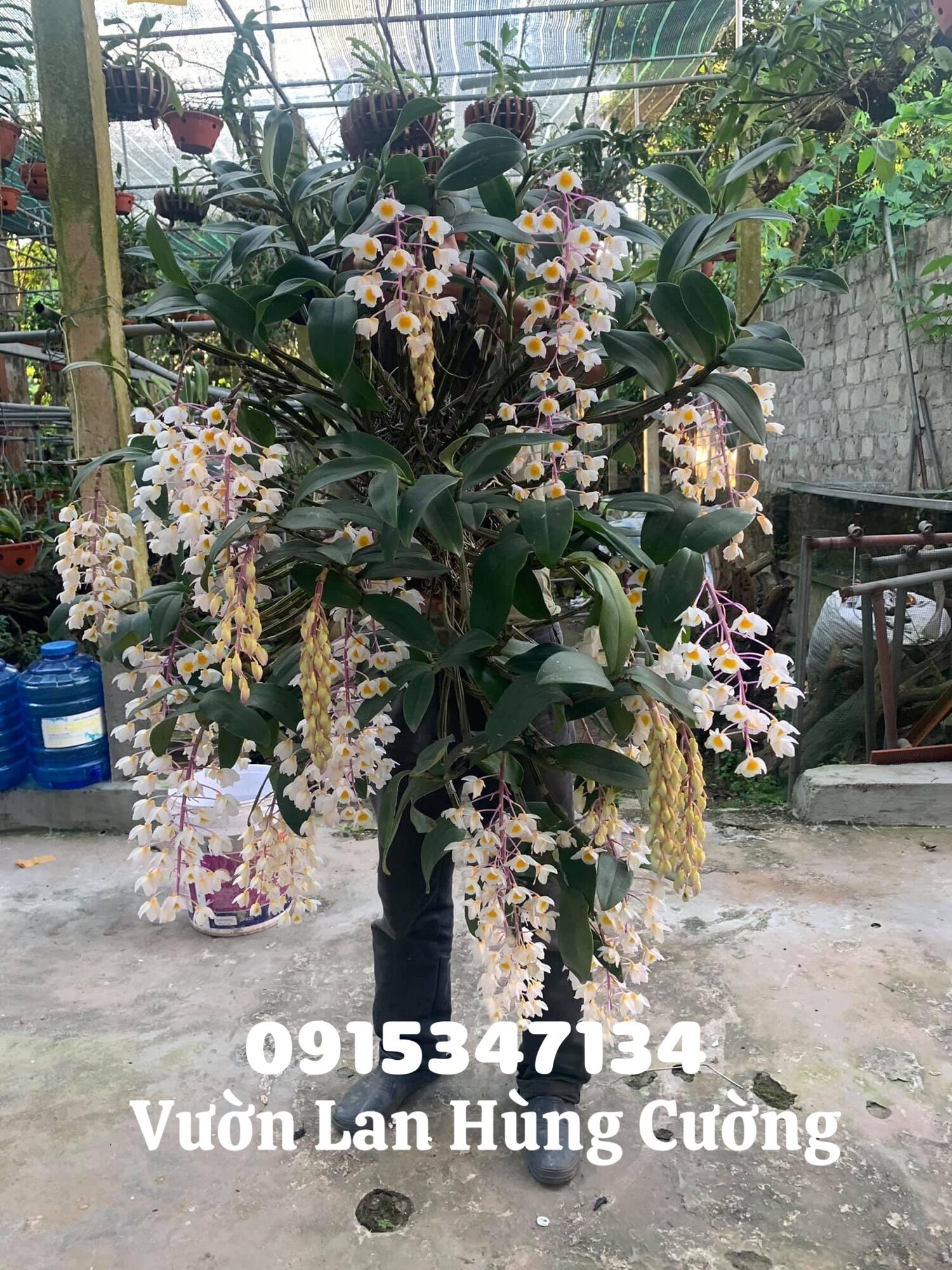 Phân bón trung lượng Super Canxi Nitrat(chuyên dùng cho phong lan, cây cảnh)