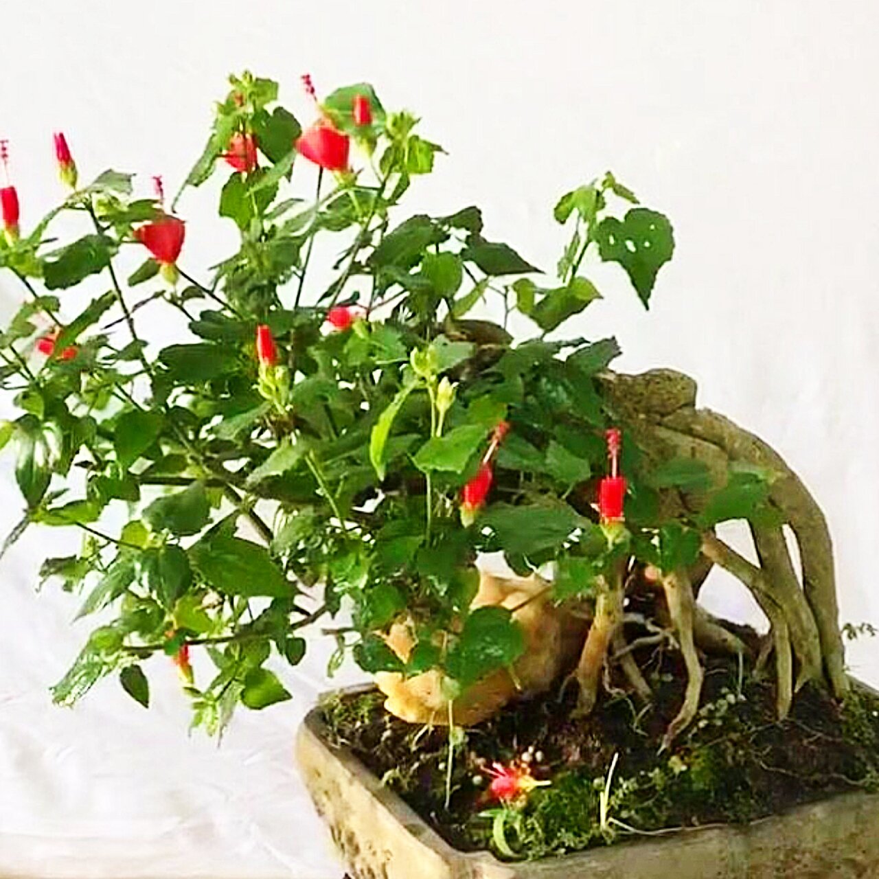 phôi hoa dâm bụt bonsai(10 năm tuổi)