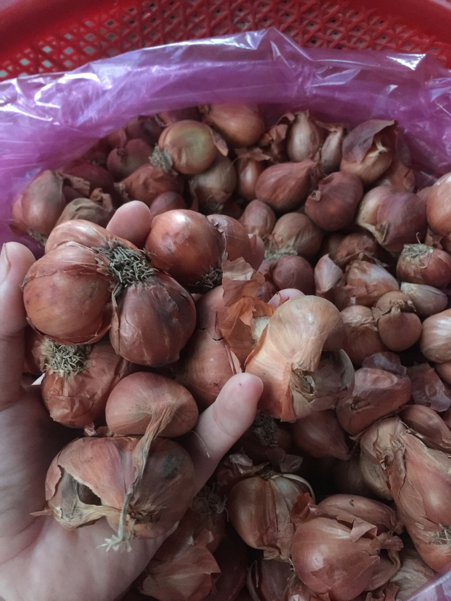 Hành củ bắc làm hành phi 500g