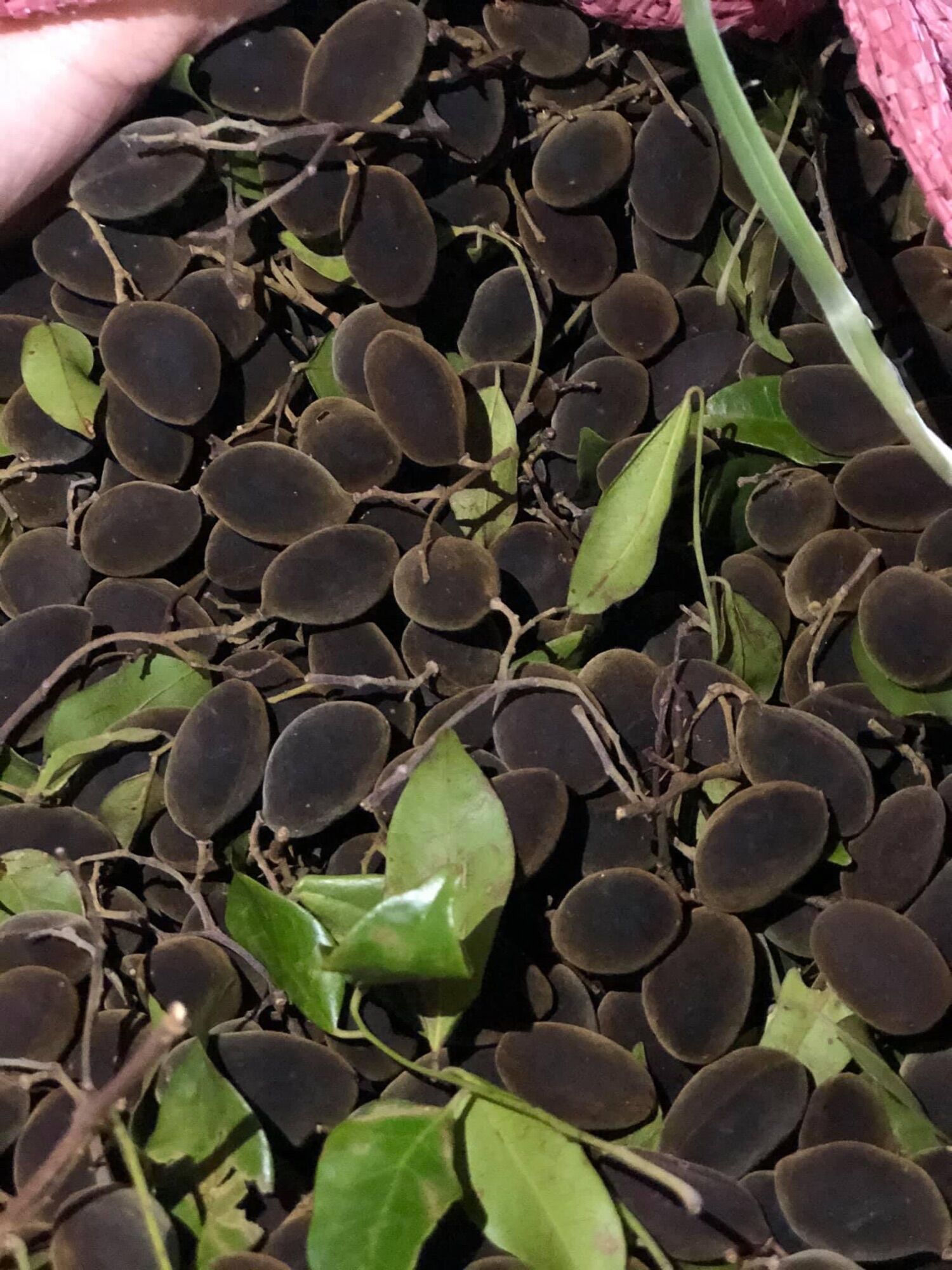 500gr Say ngào đường muối ớt (Xoay rừng Gia Lai)