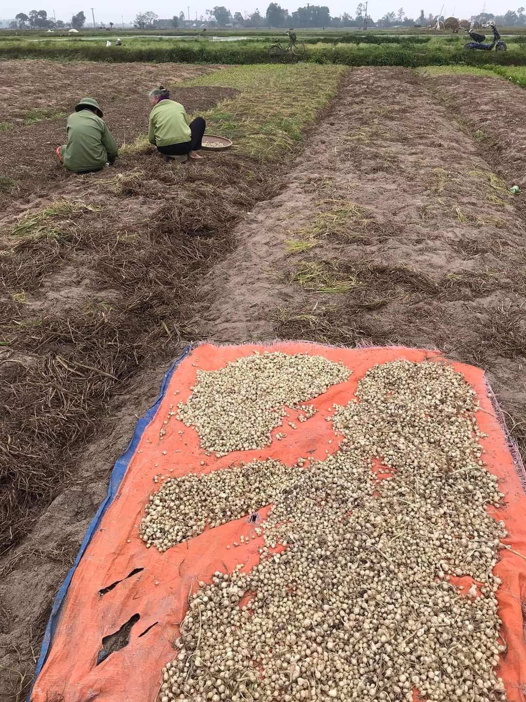 1 Kg hành tăm/ củ nén