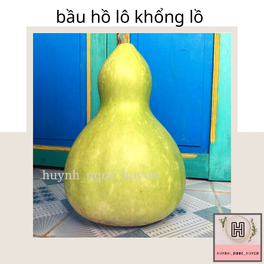 Hạt giống bầu hồ lô khổng lồ
