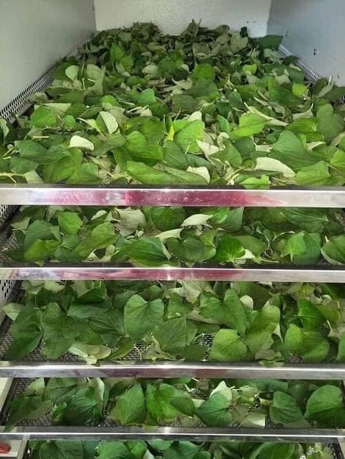 Bột diếp cá sấy lạnh hũ 500 gram
