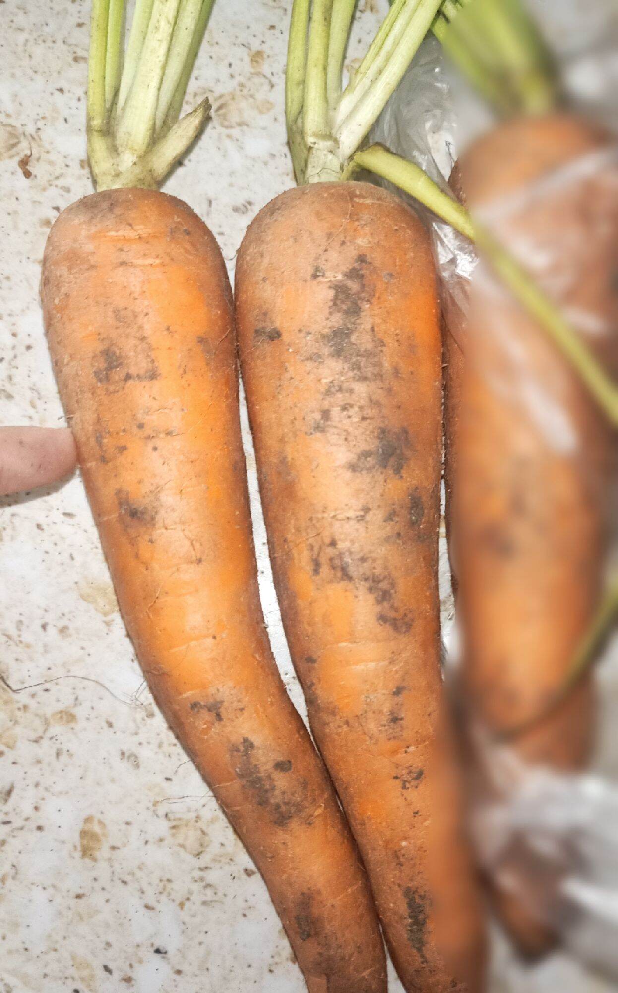 1Kg- Củ cà rốt tươi
