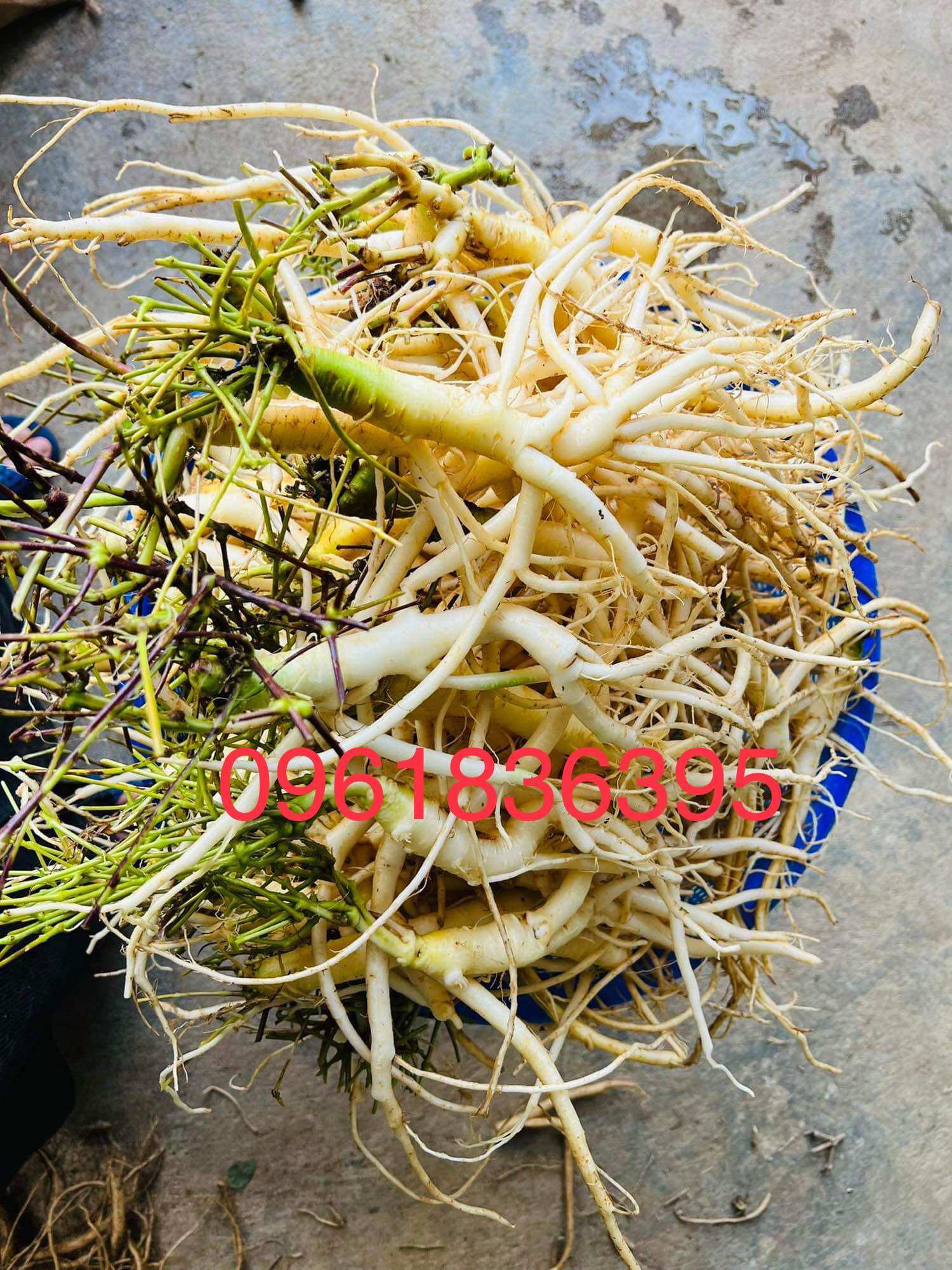 Sâm dây Ngọc Linh 8 củ/kg