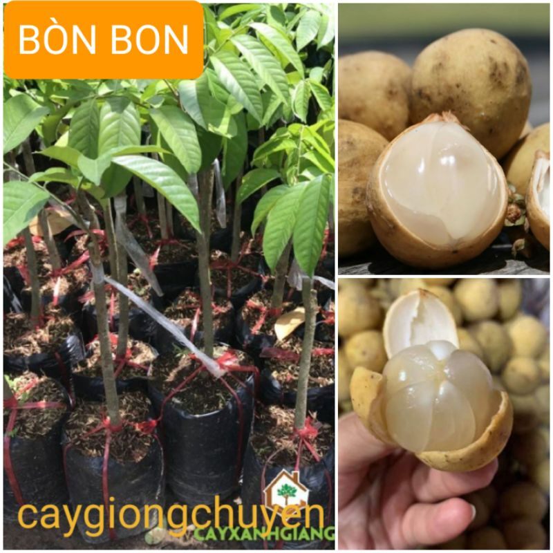 cây bòn bon thái