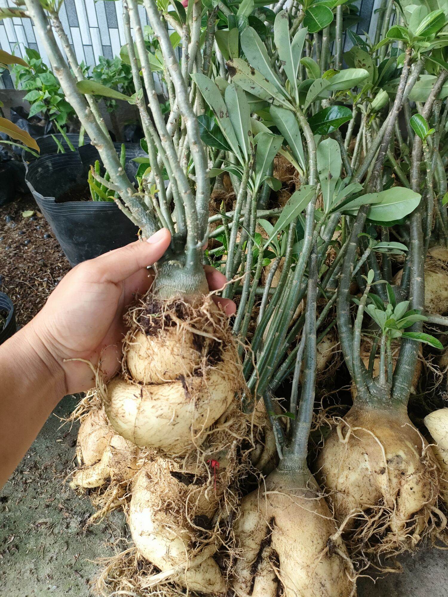 Combo 10 củ hoa sứ thái màu đỏ