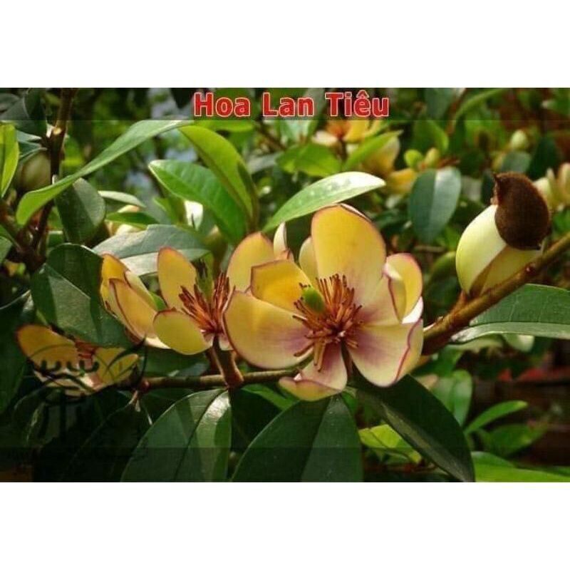 hoa lan tiêu(1 bau)