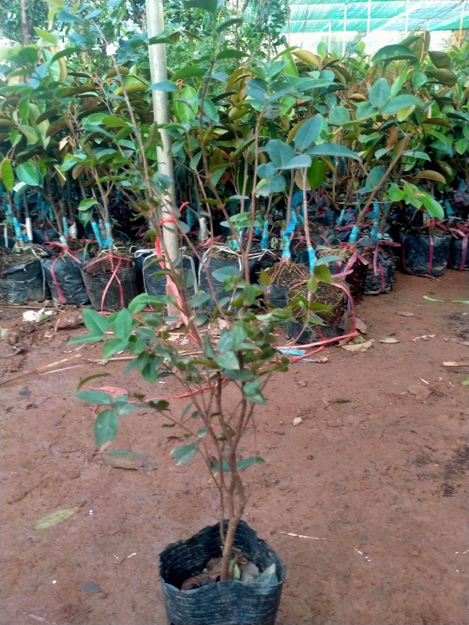 COMBO 2 CÂY NHO THÂN GỖ TỨ QUÝ NHANH CHO QUẢ