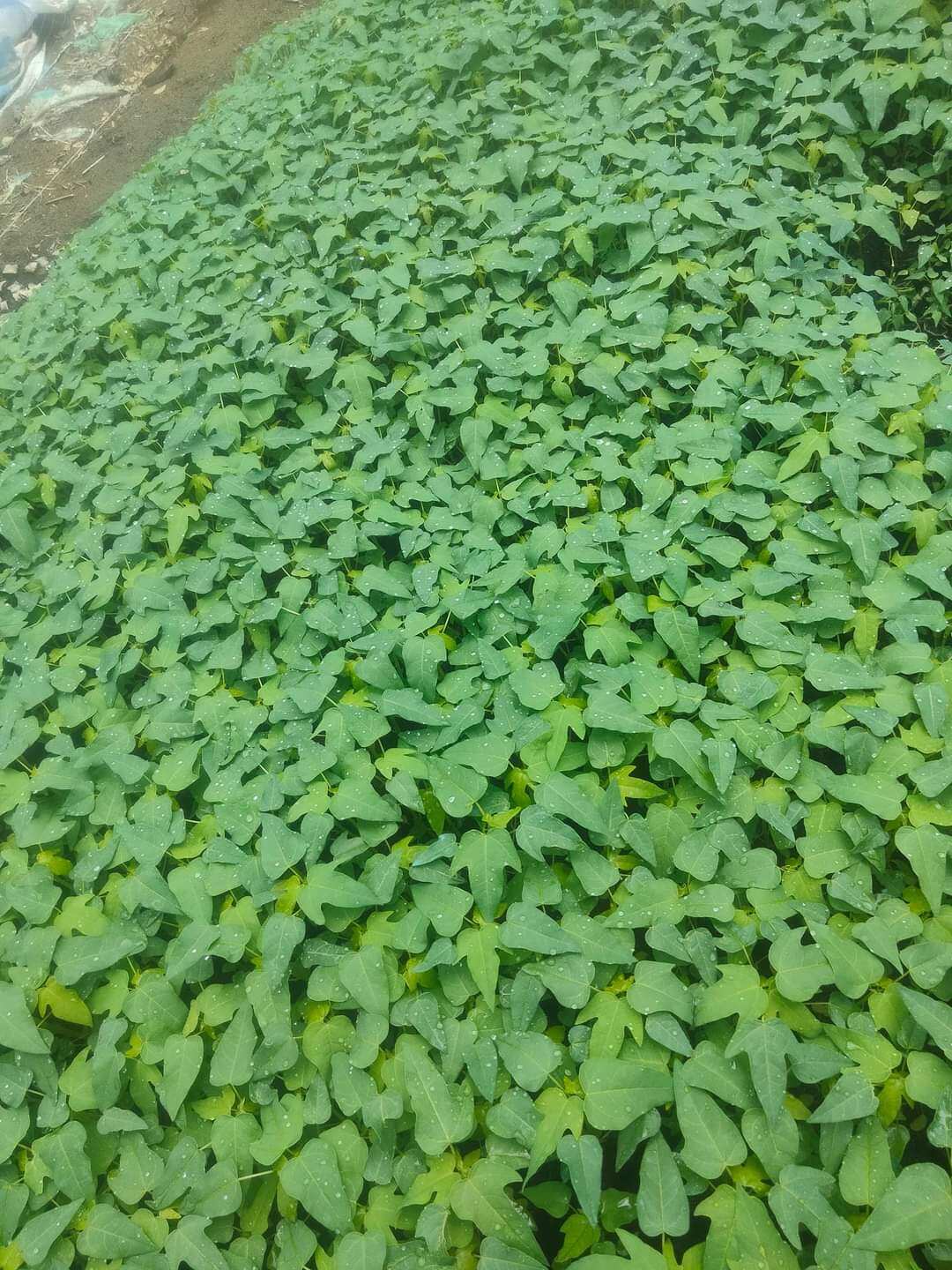 cây đu đủ thái