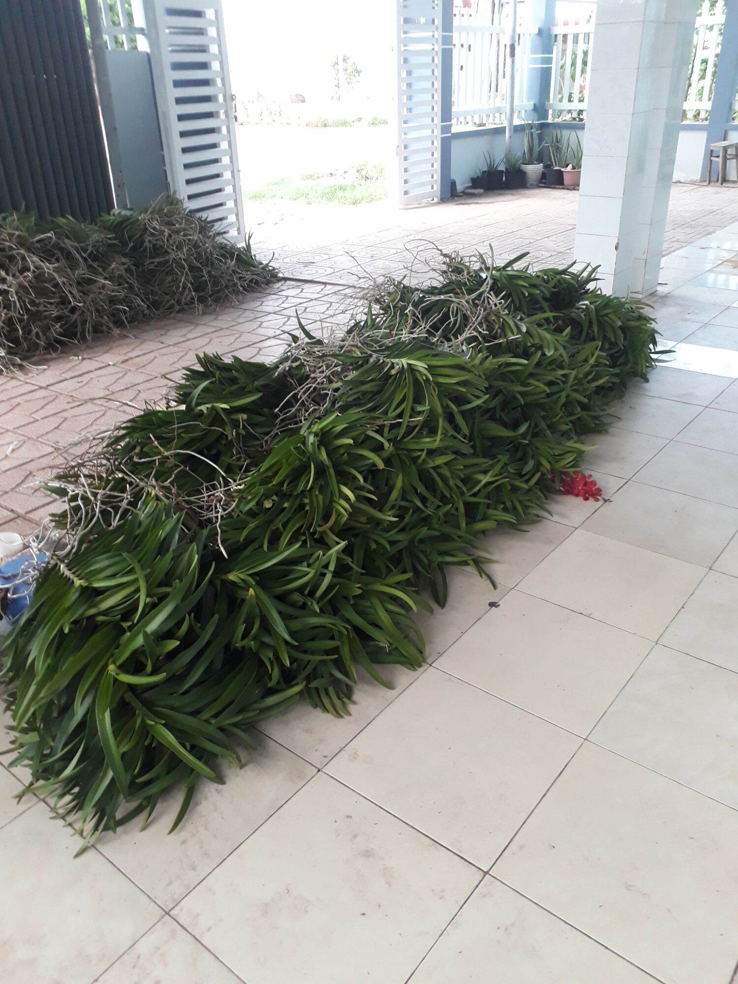 Combo 5 Cây Lan Giống Mokara(cao 20-30cm) màu Đỏ