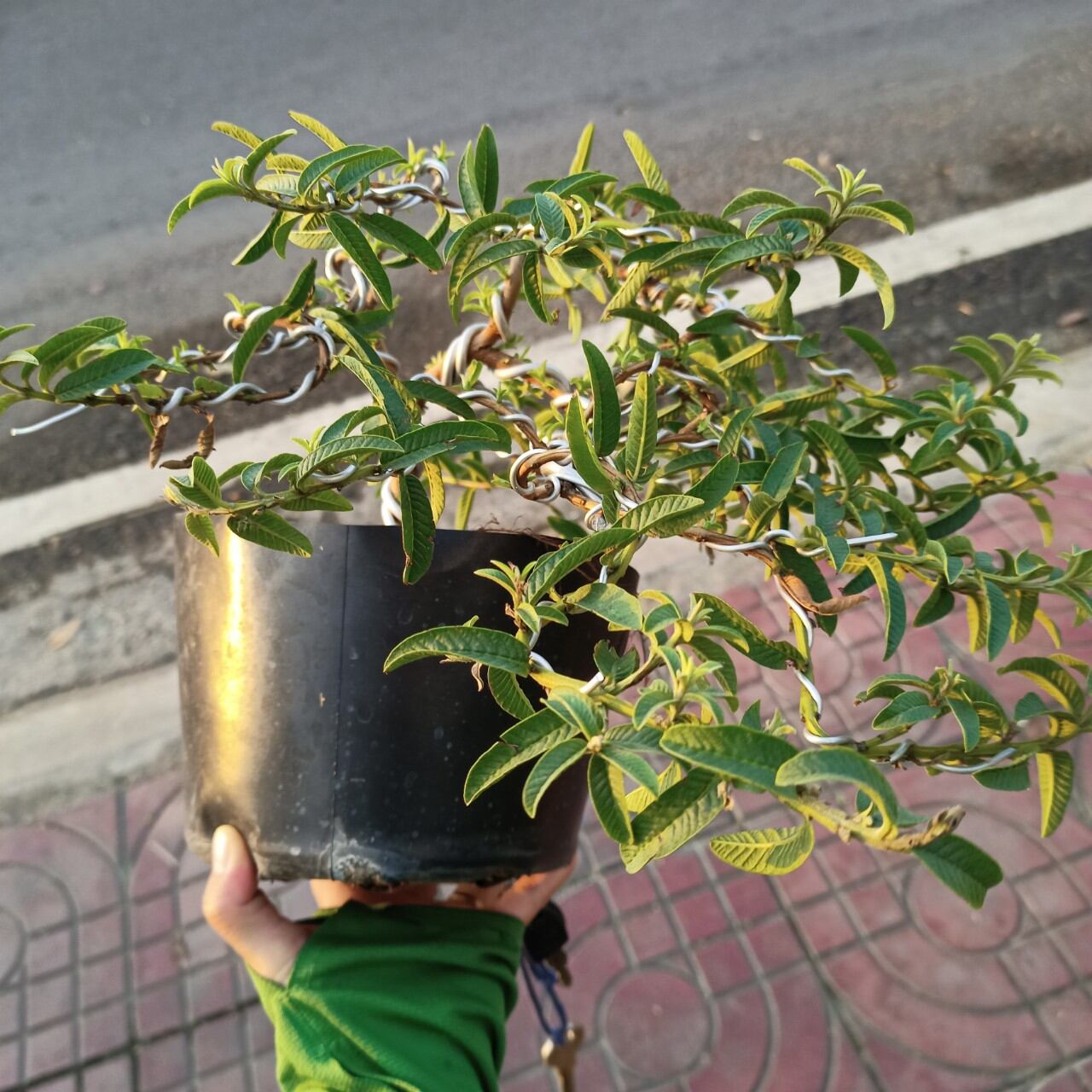 Cây ổi lá kim bonsai đang có trái