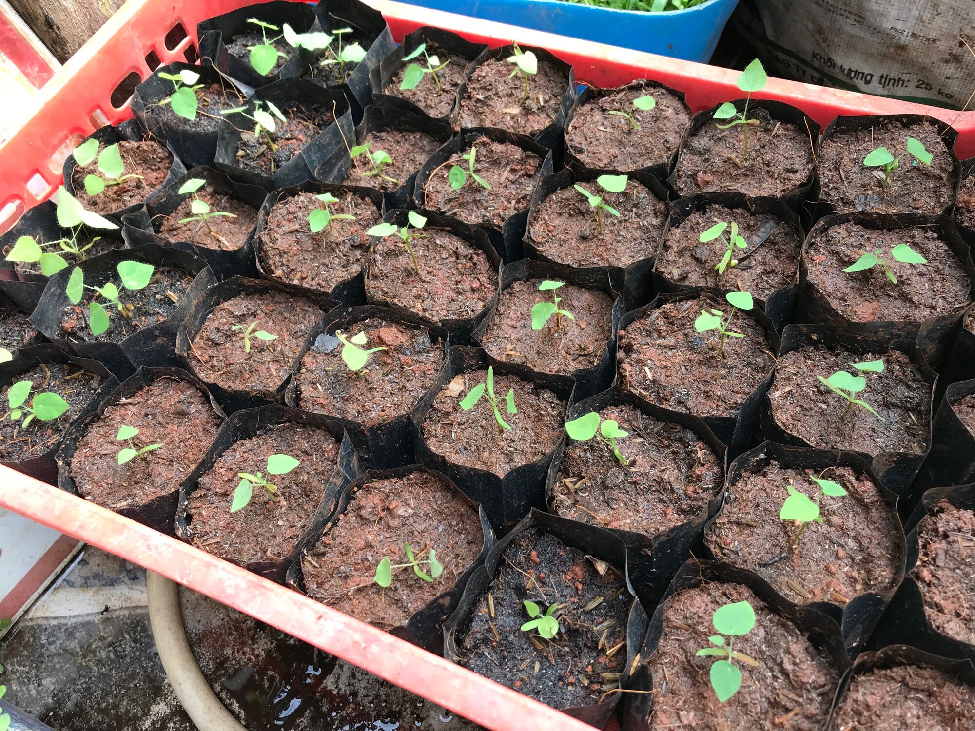 30 hạt giống sương sâm lông