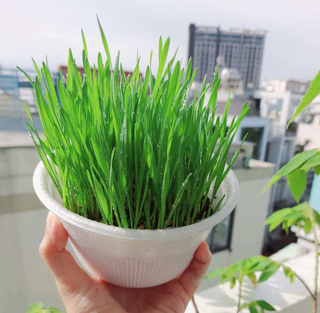 Cỏ Mèo Tươi Cho Mèo