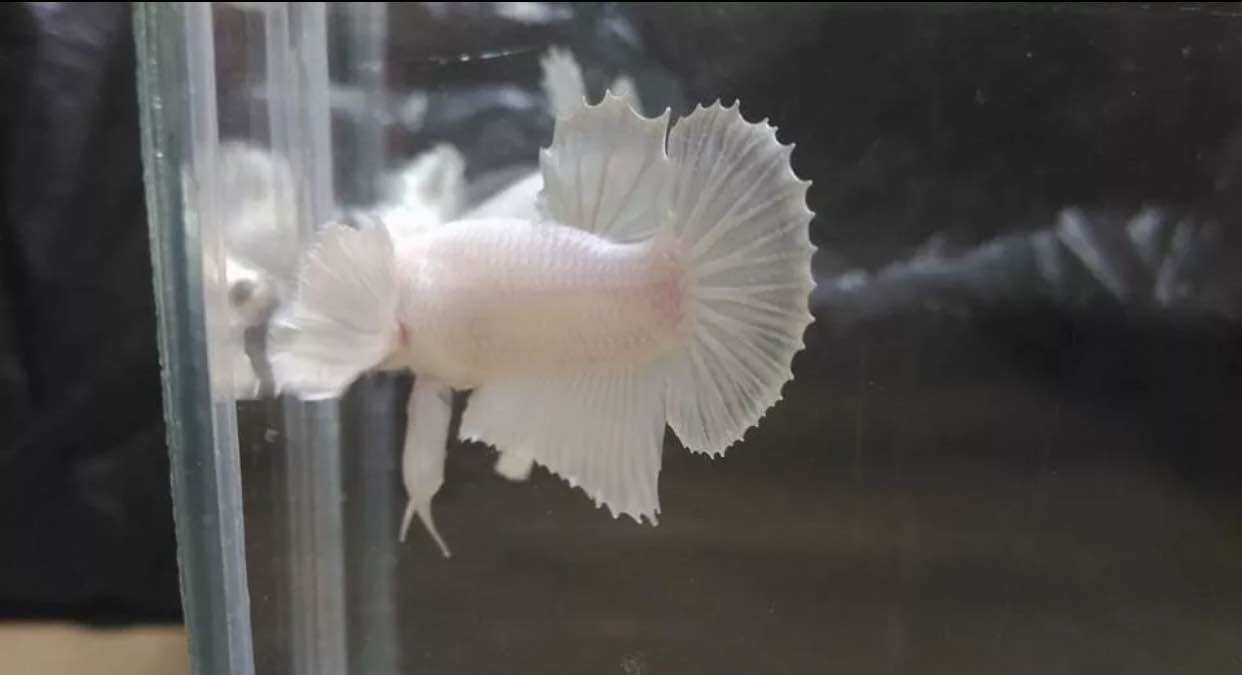Betta dumbo white trống đã tách riêng