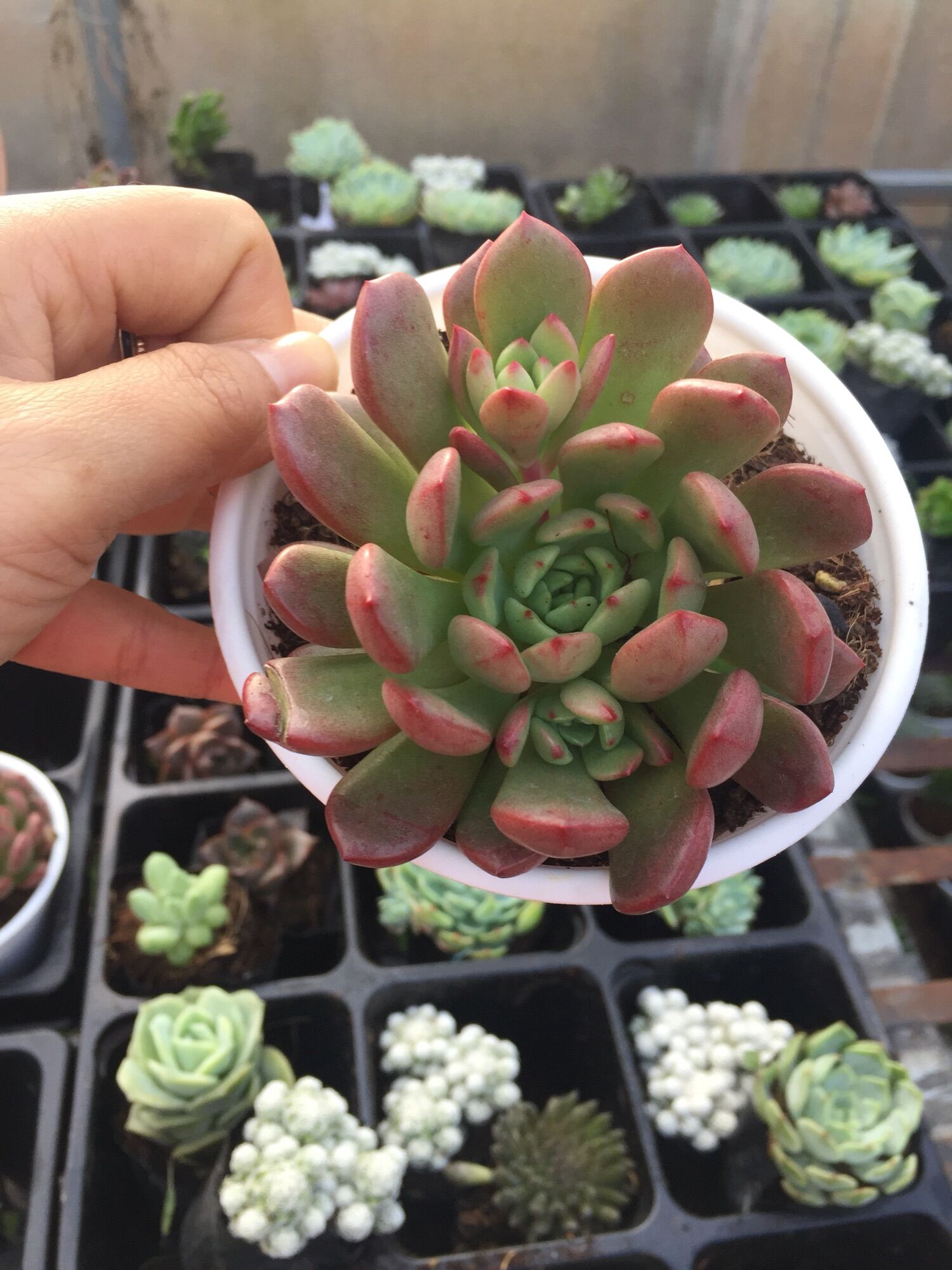 Sen Đá Ruby Đỏ size trung