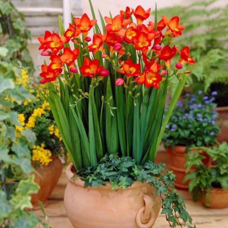 Củ Giống Địa Lan Nam Phi Chơi Tết(set 5 củ)