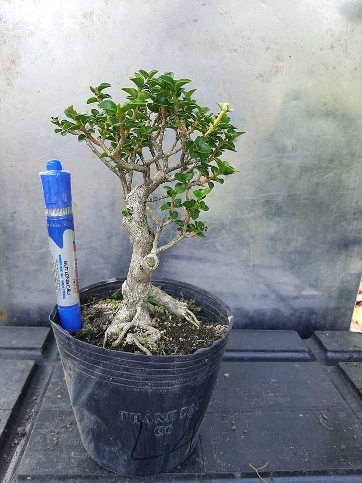 Sam hương bon sai để bàn dạng phôi, ĐÃ TẠO DÁNG