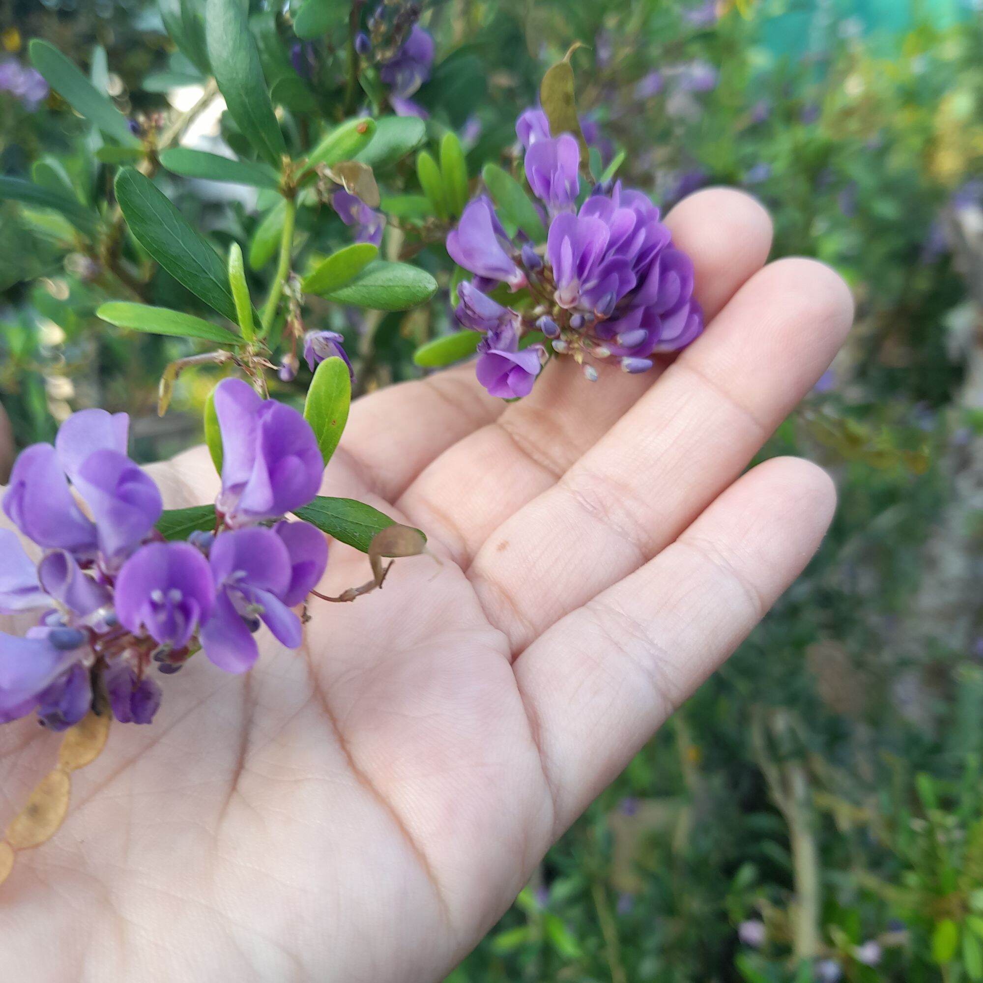 Cây linh sam hoa tím thơm