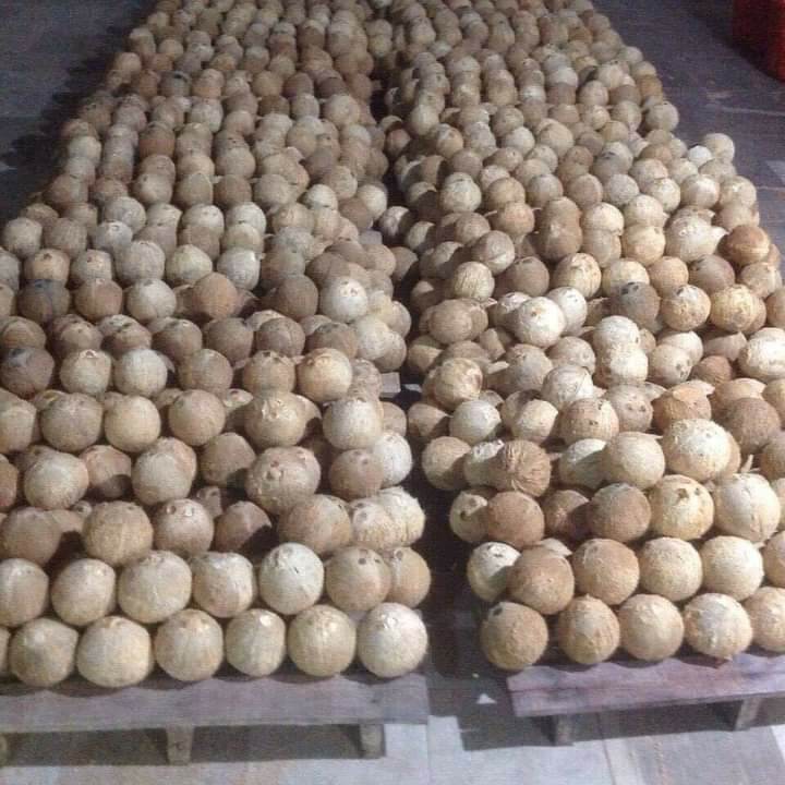 Dừa khô tại vườn cơm dầy