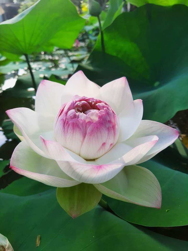 Củ sen phật âm phớt hồng